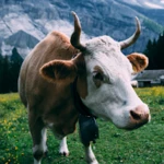 cow wallpapers android application logo